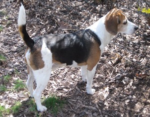Maxwell